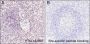 Anti-Acetyl-Histone H3 (Lys122) Rabbit mAb