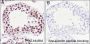 Anti-Acetyl-Histone H3 (Lys122) Rabbit mAb