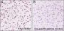 Anti-Acetyl-Histone H3 (Lys122) Rabbit mAb