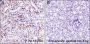 Anti-Acetyl-Histone H3 (Lys122) Rabbit mAb