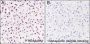 Anti-Acetyl-Histone H3 (Lys122) Rabbit mAb
