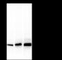 Anti-Acetyl-Histone H4 (Lys5/8/12/16) Mouse mAb