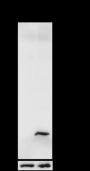 Anti-Acetyl-Histone H2A (Lys9) Rabbit mAb