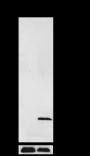 Anti-Acetyl-Histone H2A (Lys9) Rabbit mAb