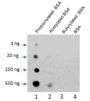 Anti-Propionyllysine Antibody Conjugated Agarose Beads