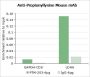 Anti-Propionyllysine Mouse mAb