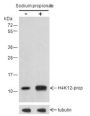Anti-Propionyl-Histone H4 (Lys12) Rabbit pAb
