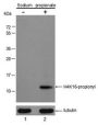 Anti-Propionyl-Histone H4 (Lys16) Mouse mAb