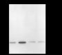 Anti-Propionyl-Histone H3 (Lys14) Rabbit pAb