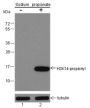 Anti-Propionyl-Histone H3 (Lys14) Mouse mAb