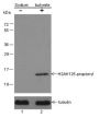 Anti-Propionyl-Histone H2A (Lys125) Rabbit pAb