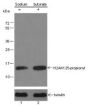 Anti-Propionyl-Histone H2A (Lys125) Rabbit pAb