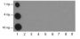 Anti-Propionyl-Histone H2A (Lys125) Rabbit mAb