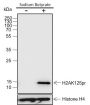 Anti-Propionyl-Histone H2A (Lys125) Rabbit mAb