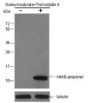 Anti-Propionyl-Histone H4 (Lys8) Mouse mAb