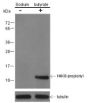 Anti-Propionyl-Histone H4 (Lys8) Mouse mAb