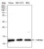 Anti-Propionyl-Histone H4 (Lys5) Rabbit mAb