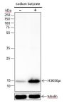 Anti-Propionyl-Histone H3 (Lys56) Rabbit mAb