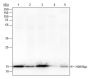 Anti-Propionyl-Histone H3 (Lys56) Rabbit mAb
