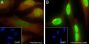 Anti-Butyryl-Histone H3 (Lys18) Rabbit pAb