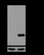 Anti-Butyryl-Histone H2B (Lys16) Rabbit pAb