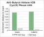Anti-Butyryl-Histone H2B (Lys16) Mouse mAb