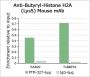 Anti-Butyryl-Histone H2A (Lys5) Mouse mAb