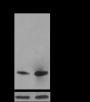 Anti-Butyryl-Histone H2B (Lys23) Mouse mAb