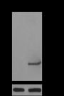 Anti-Butyryl-Histone H3 (Lys18) Mouse mAb