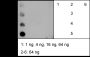 Anti-Butyryl-Histone H2B (Lys23) Rabbit mAb