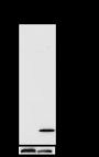 Anti-Butyryl-Histone H3 (Lys115) Rabbit pAb
