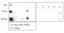 Anti-Butyryllysine Rabbit mAb (BSA and Azide Free)