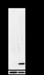 Anti-Butyryl-Histone H3 (Lys18) Rabbit mAb