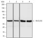 Anti-SUCLG2 Rabbit mAb