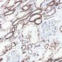 Anti-SUCLG2 Rabbit mAb