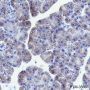 Anti-SUCLG2 Rabbit mAb