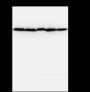 Anti-alpha Tubulin Mouse mAb