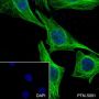 Anti-alpha Tubulin Mouse mAb