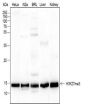 Anti-Trimethyl-Histone H3 (Lys27) Mouse mAb