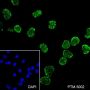 Anti-Trimethyl-Histone H3 (Lys27) Mouse mAb