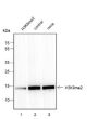 Anti-Dimethyl-Histone H3 (Lys9) Mouse mAb