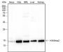 Anti-Dimethyl-Histone H3 (Lys9) Mouse mAb