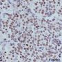 Anti-Dimethyl-Histone H3 (Lys9) Mouse mAb