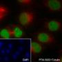 Anti-Dimethyl-Histone H3 (Lys9) Mouse mAb