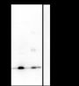 Anti-Di/Tri-Methyl-Histone H4 (Lys20) Mouse mAb