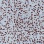 Anti-Di/Tri-Methyl-Histone H4 (Lys20) Mouse mAb