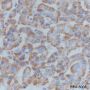 Anti-UQCRC2 Mouse mAb