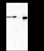 Anti-ATPB Mouse mAb