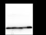 Anti-Dimethyl-Histone H3 (Lys27) Rabbit mAb