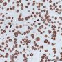 Anti-Dimethyl-Histone H3 (Lys27) Rabbit mAb